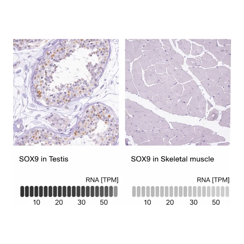 Merck Anti-SOX9 antibody produced in rabbit