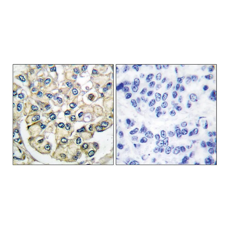 Merck Anti-FGFR2 antibody produced in rabbit