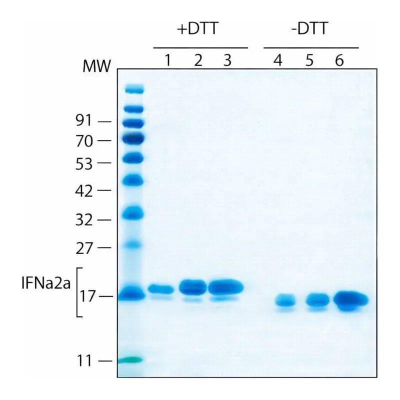 Merck Interferon Alpha 2A human