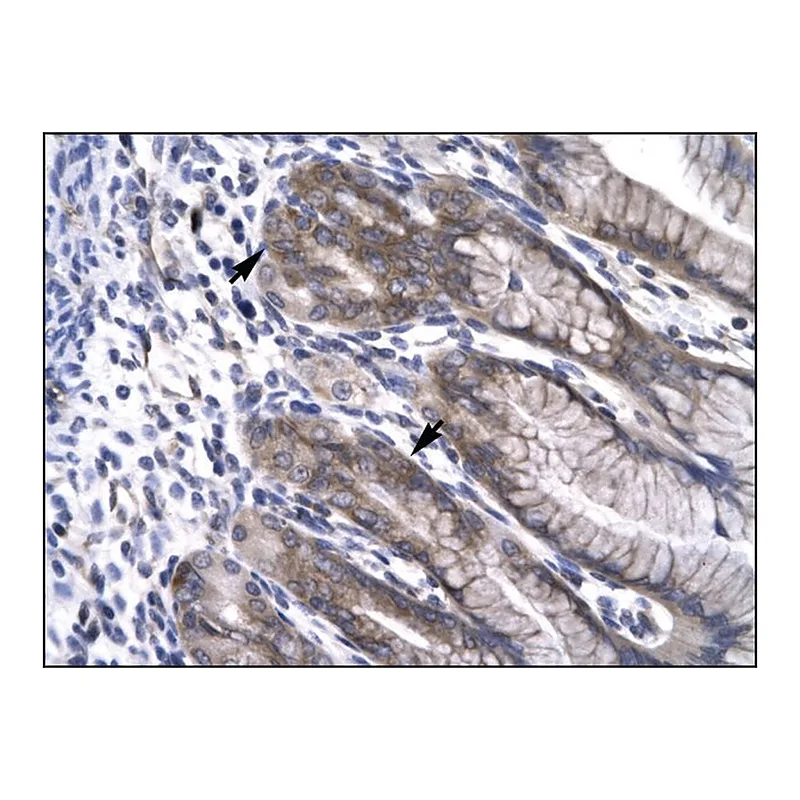 Merck Anti-NPAS1 antibody produced in rabbit