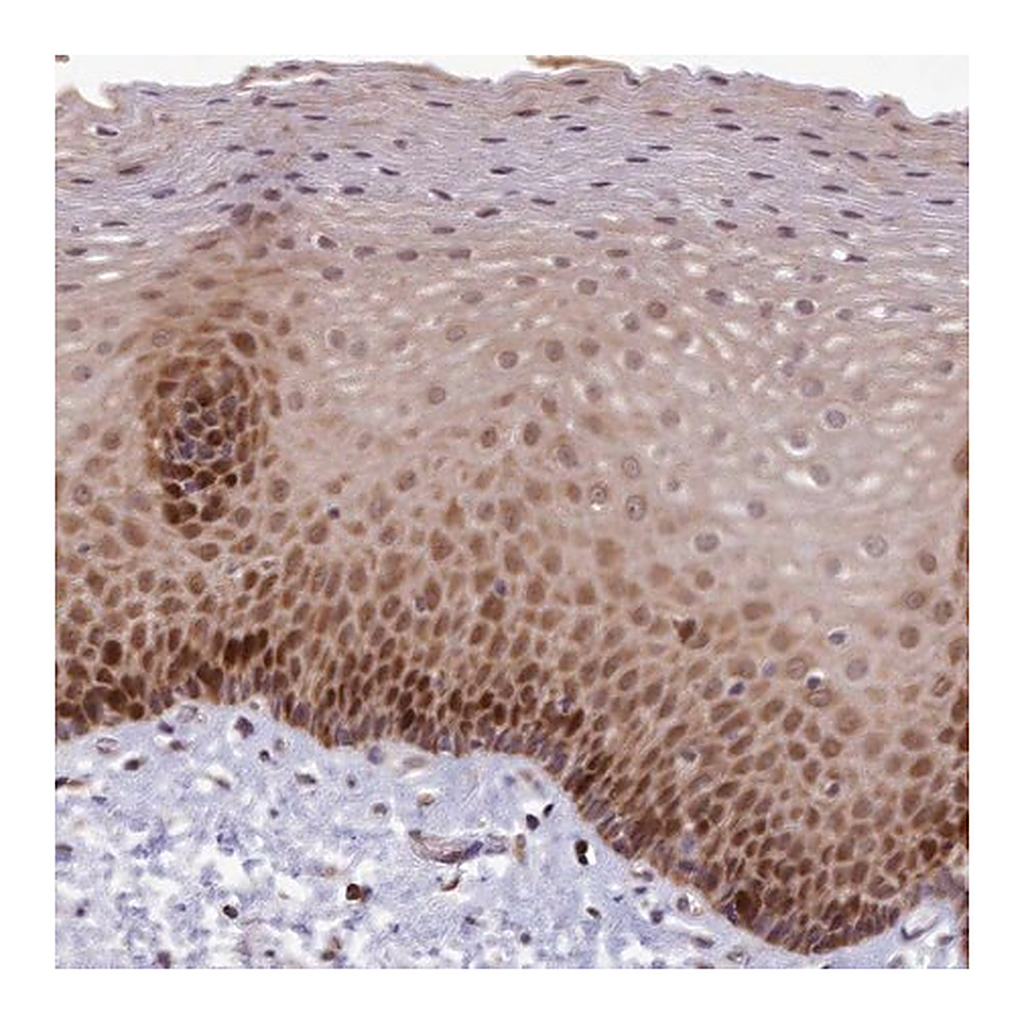 Merck Anti-EARS2 antibody produced in rabbit