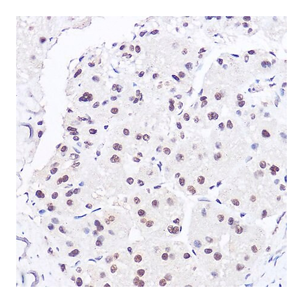 Merck Anti- BRG1/SMARCA4 antibody produced in rabbit