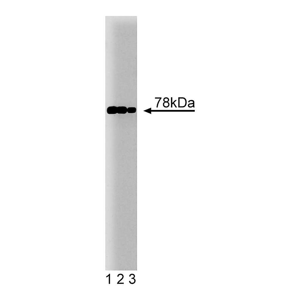BD Purified Mouse Anti-BiP/GRP78