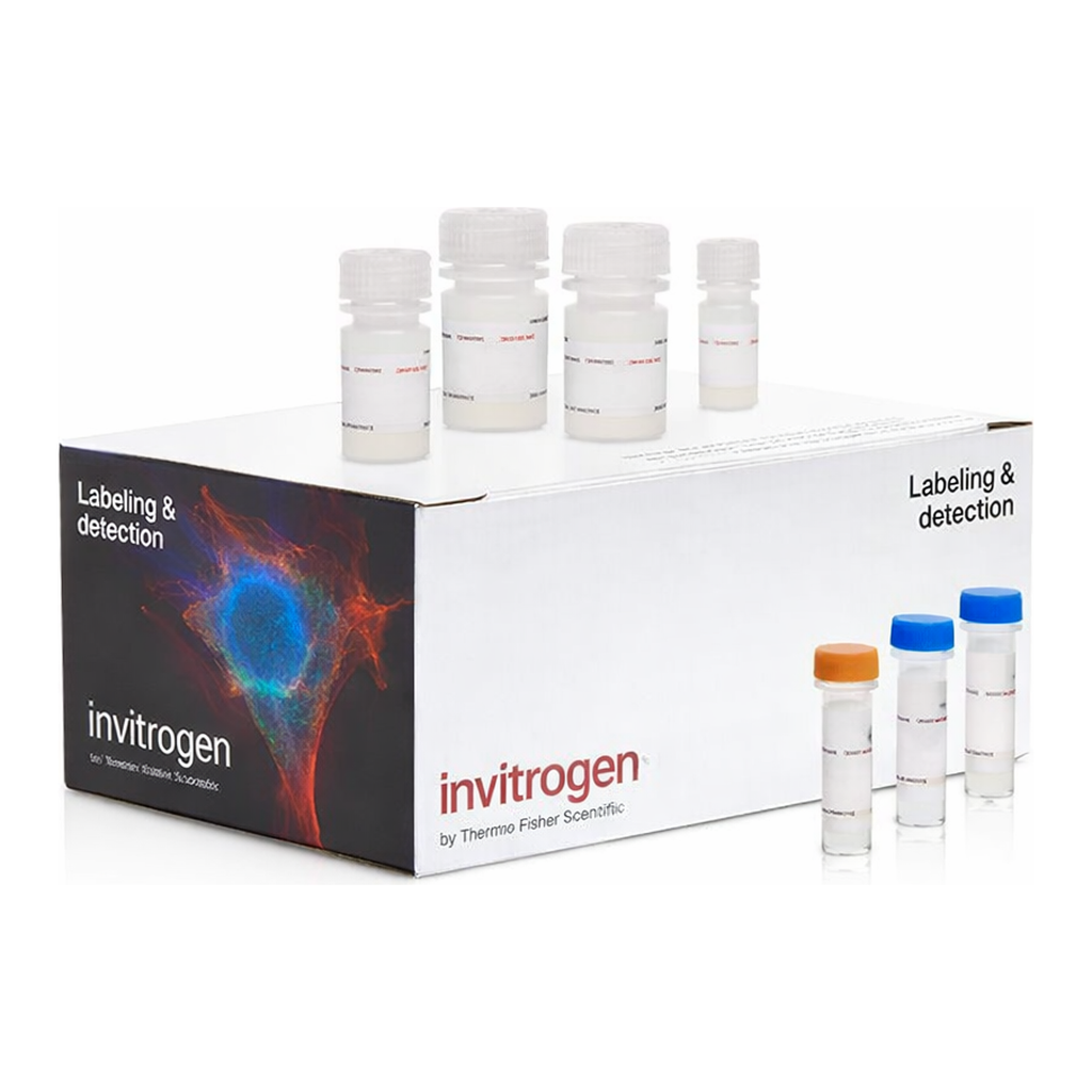 Thermo Fisher Scientific Click-iT Plus EdU Cell Proliferation Kit for Imaging, Alexa Fluor 555 dye