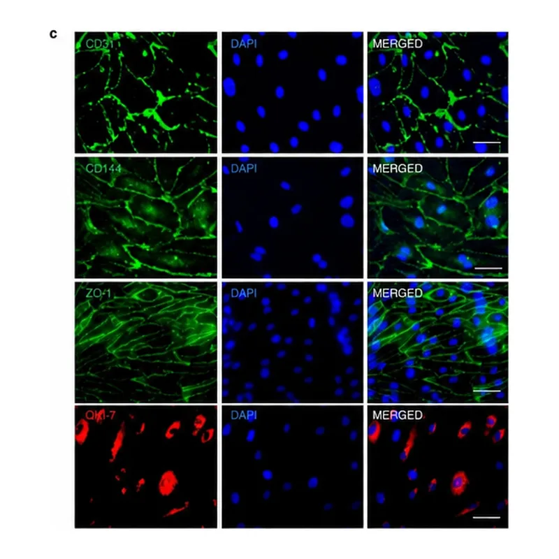 Thermo Fisher Scientific Donkey anti-Goat IgG (H+L) Cross-Adsorbed Secondary Antibody, Alexa Fluor 568