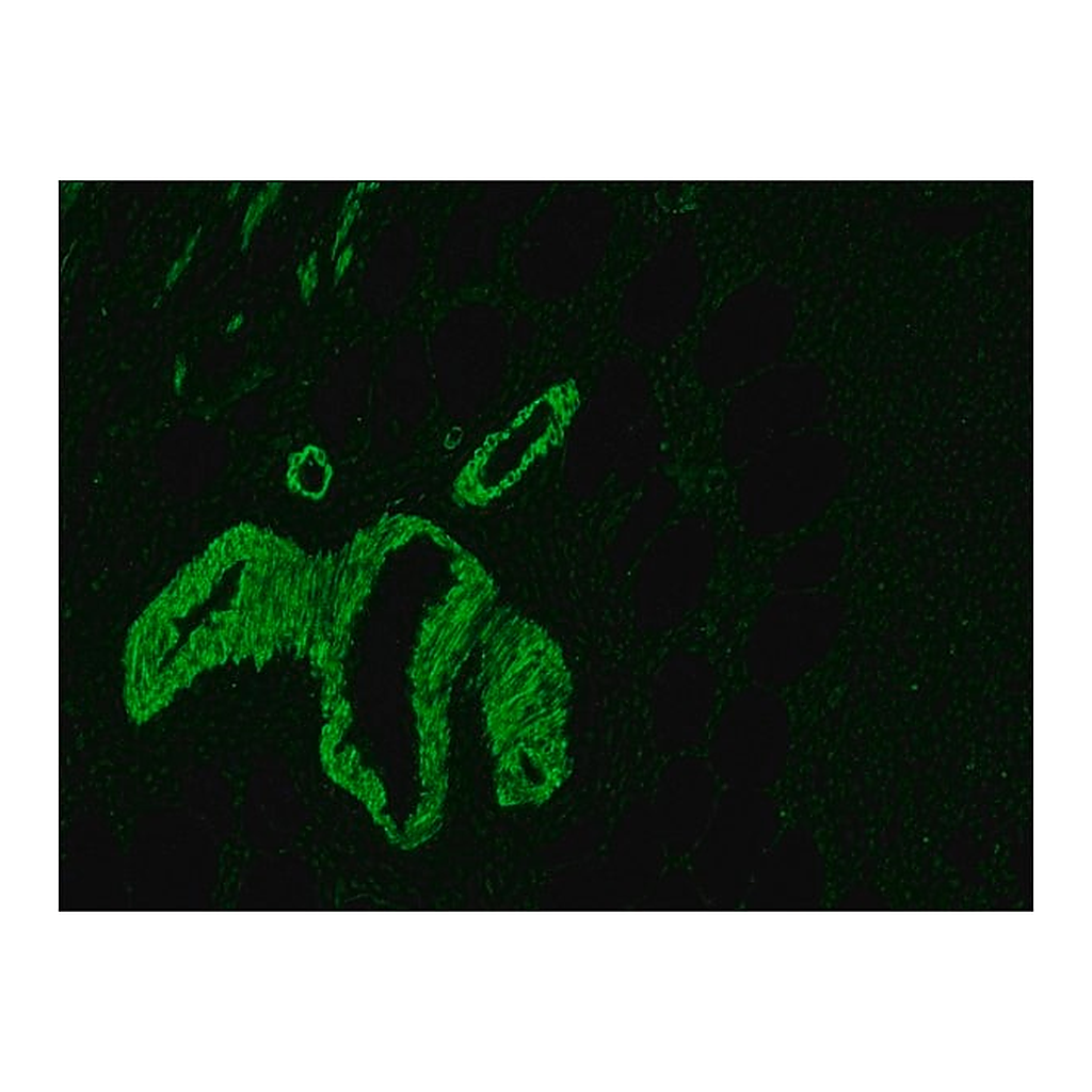 Merck Anti-Mouse IgG (Fc specific)-FITC antibody produced in goat