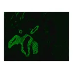 Merck Anti-Mouse IgG (Fc specific)-FITC antibody produced in goat