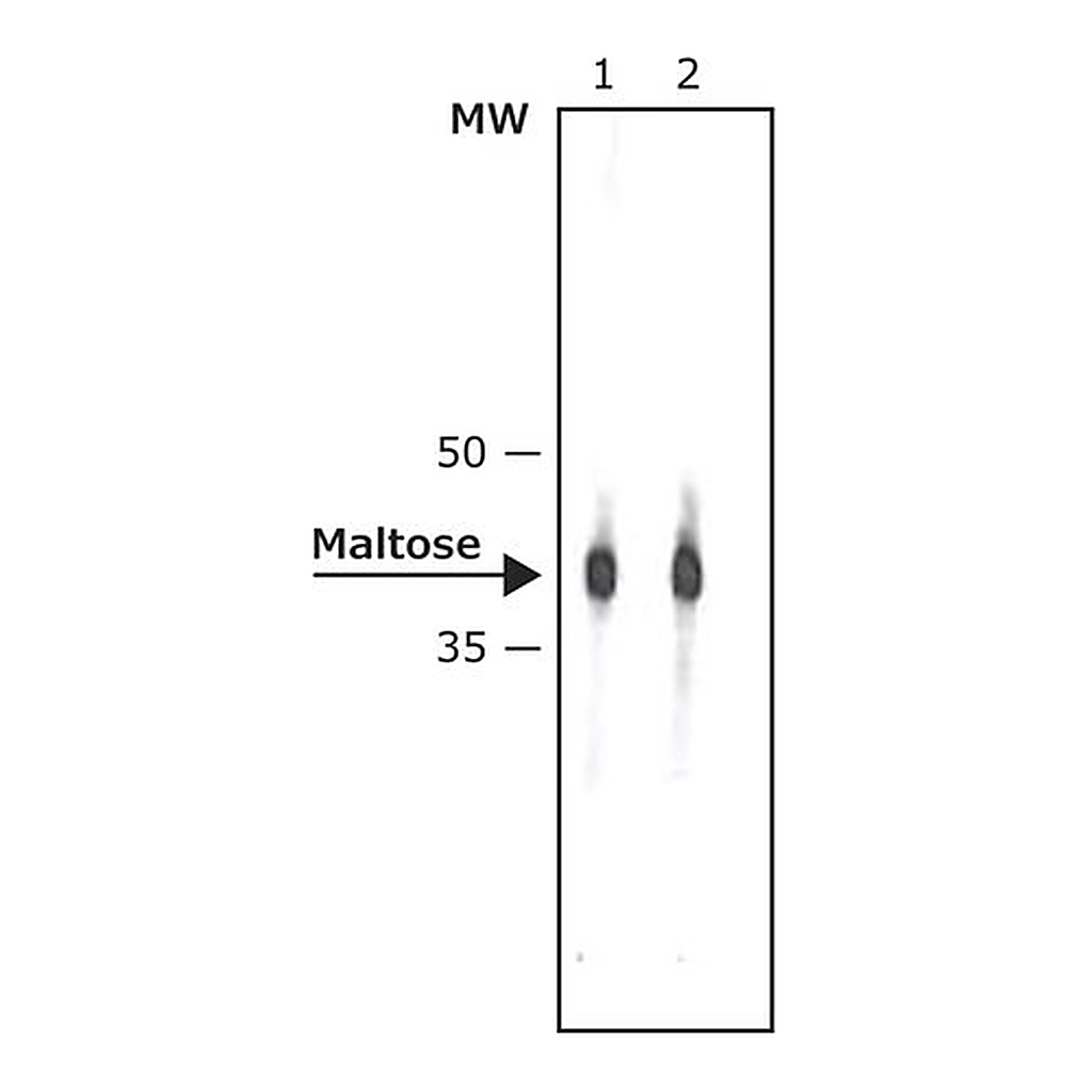 Merck Monoclonal Anti-Maltose Binding Protein-Peroxidase antibody produced in mouse