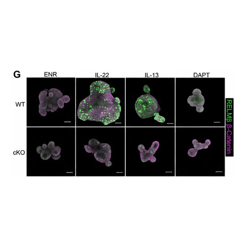 Thermo Fisher Scientific Goat anti-Mouse IgG (H+L) Highly Cross-Adsorbed Secondary Antibody, Alexa Fluor 647
