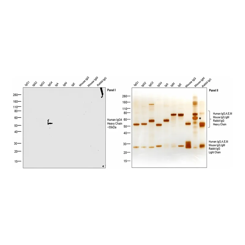 Thermo Fisher Scientific Mouse anti-Human IgG4 Fc Secondary Antibody, HRP