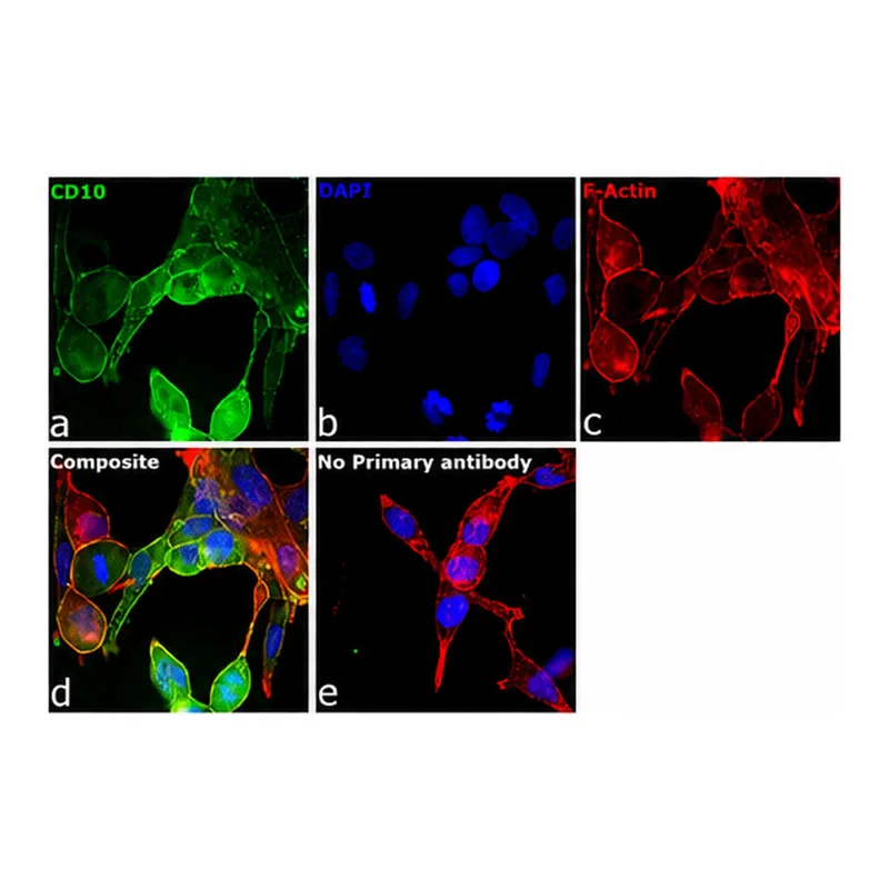 Thermo Fisher Scientific Donkey anti-Goat IgG (H+L) Cross-Adsorbed Secondary Antibody, DyLight 488