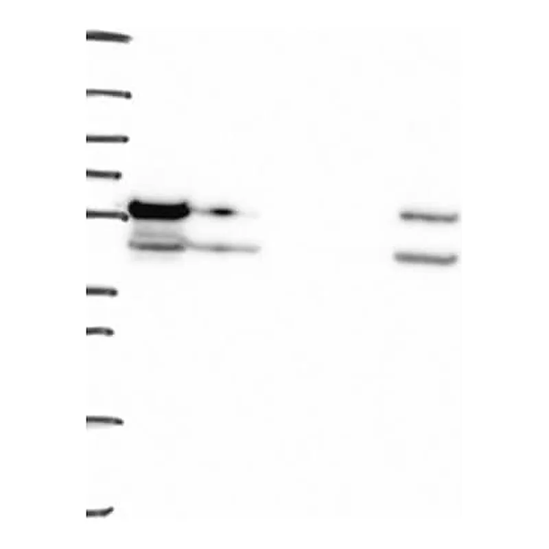 Merck Anti-PIAS4 antibody produced in rabbit