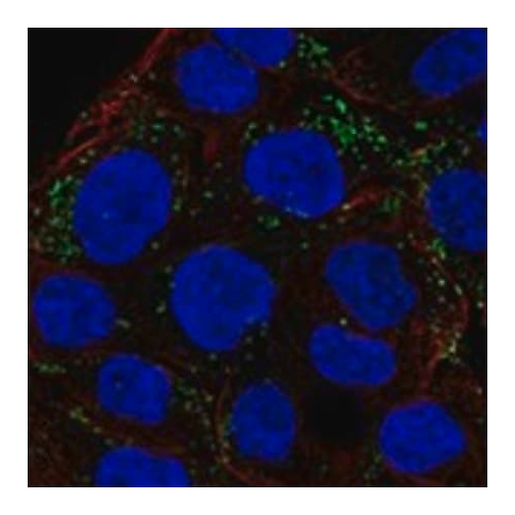 Merck Anti-CAPN9 antibody produced in rabbit