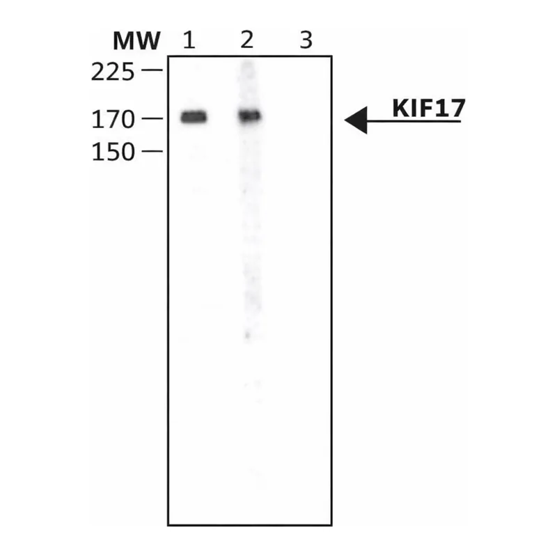 Merck Anti-KIF17 antibody produced in rabbit