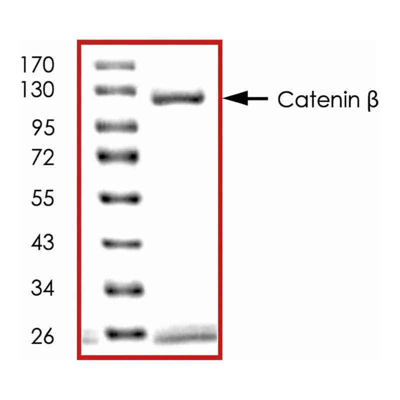 Merck Catenin beta, GST tagged human