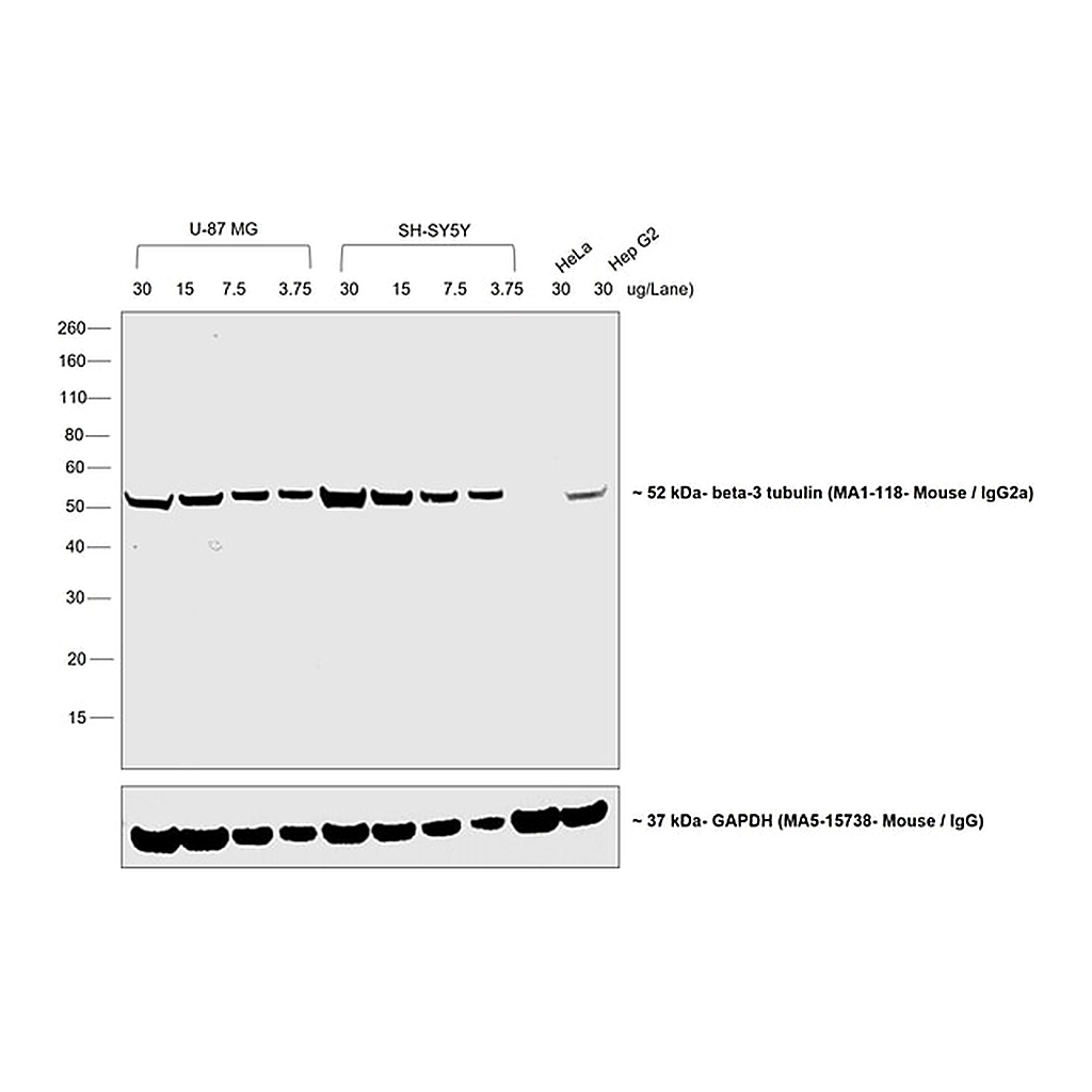 Thermo Fisher Scientific Goat anti-Mouse IgG2a Secondary Antibody, HRP