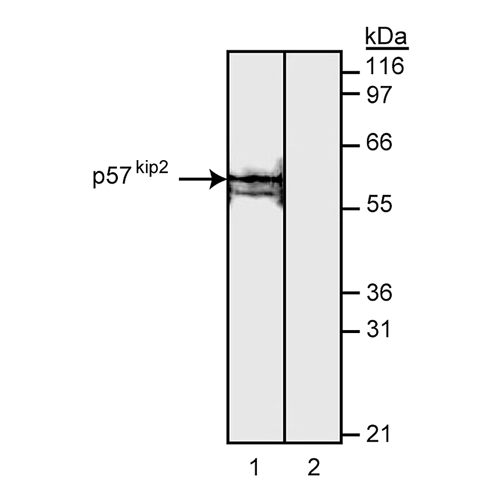 BD Purified Mouse Anti-Human p57[Kip2]