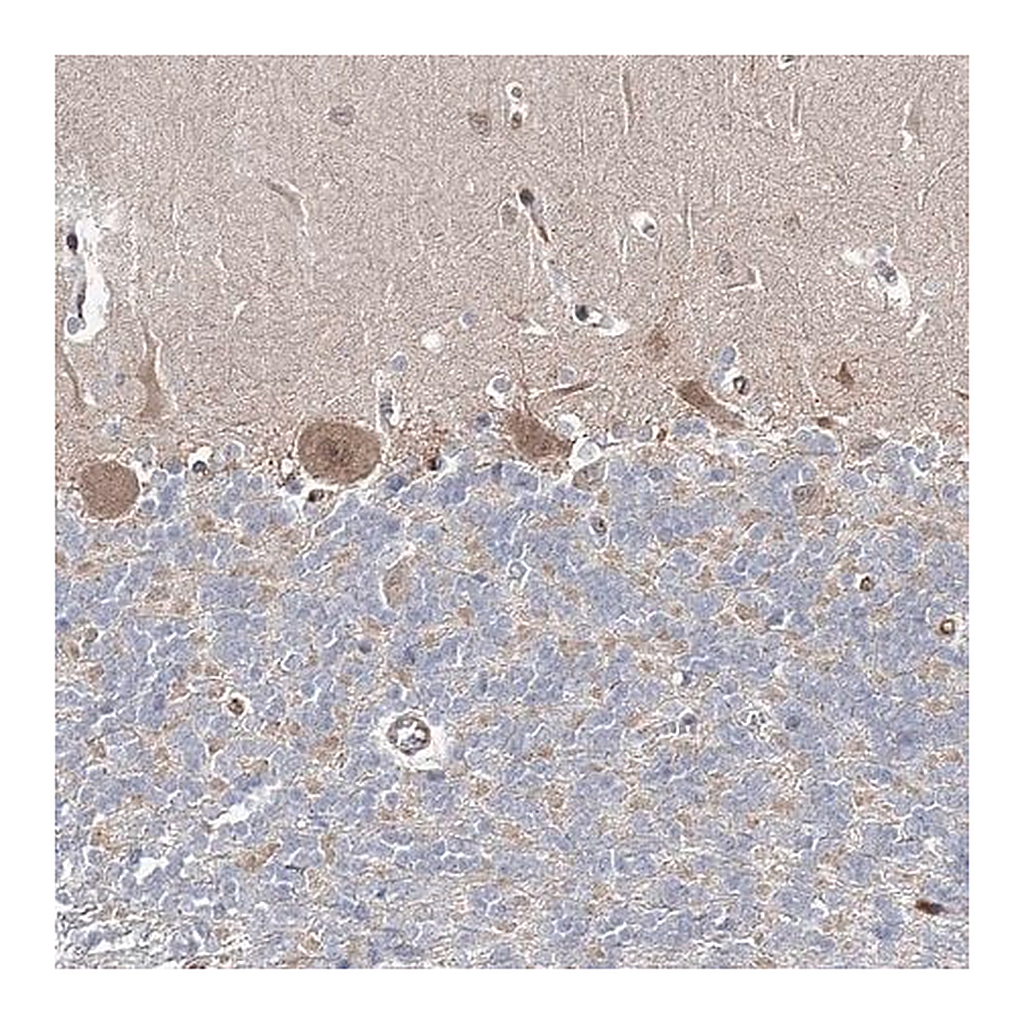 Merck Anti-ARHGAP32 antibody produced in rabbit
