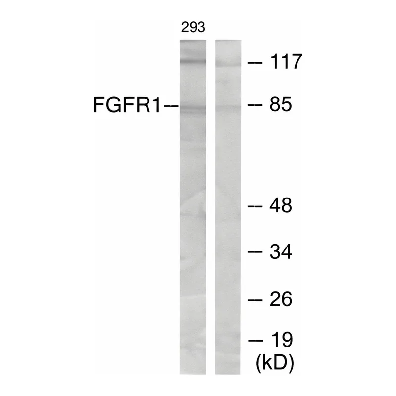 Merck Anti-FGFR1 antibody produced in rabbit