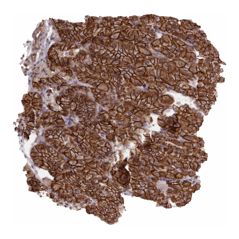 Atlas Antibodies Anti-MRPL46 Antibody