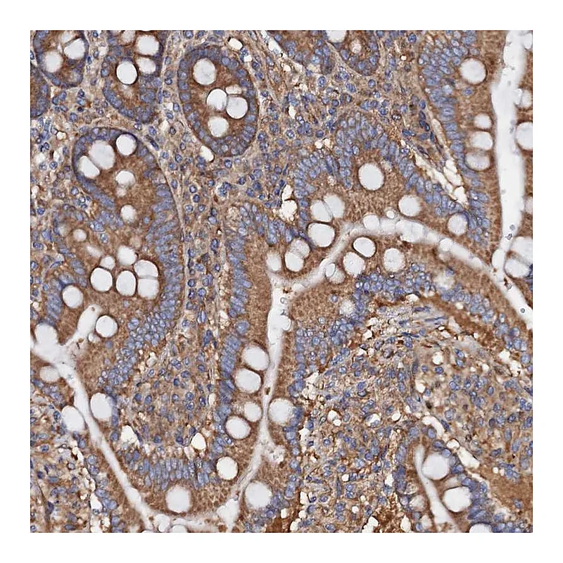 Atlas Antibodies Anti-MRPL48 Antibody