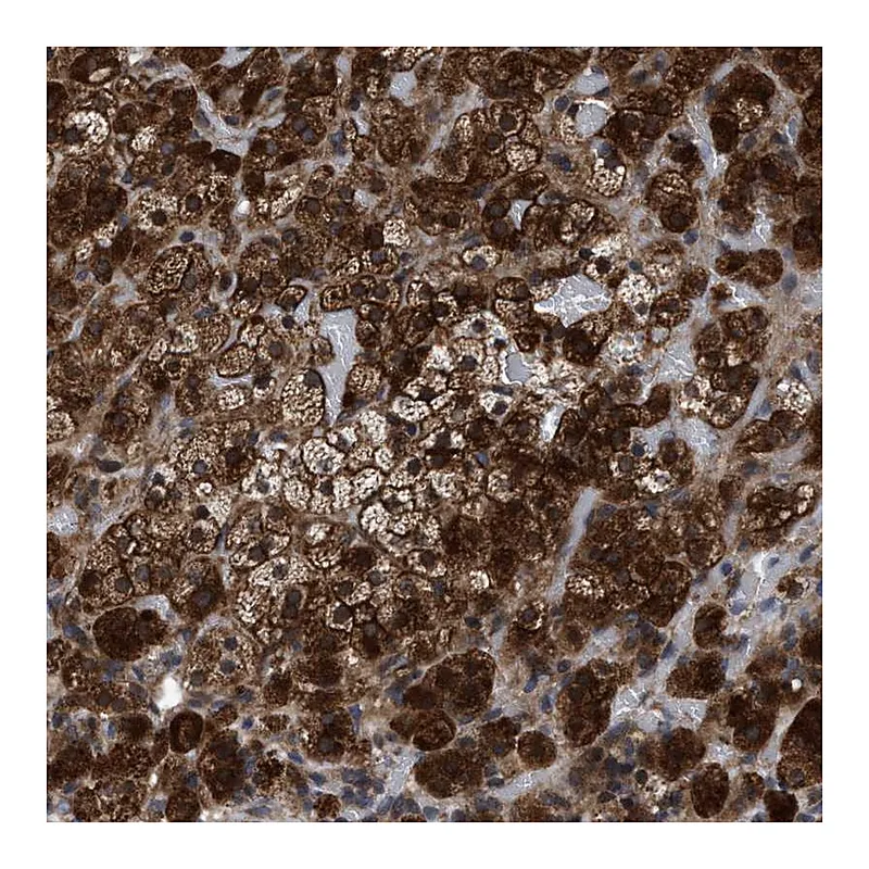 Atlas Antibodies Anti-MRPL50 Antibody