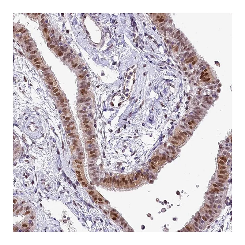 Atlas Antibodies Anti-MRPL54 Antibody