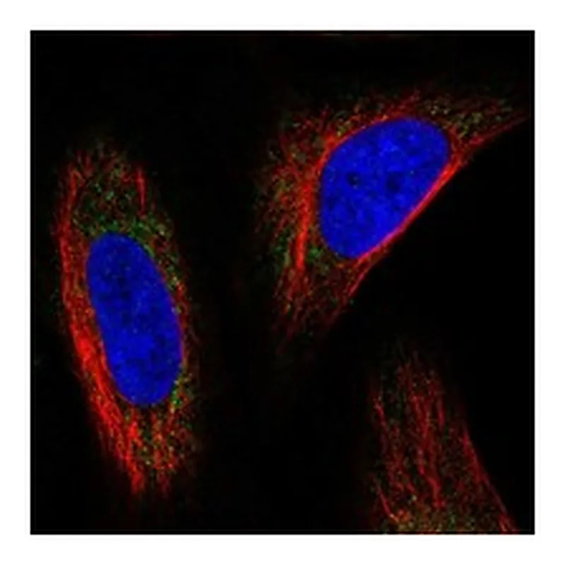 Atlas Antibodies Anti-MRPL53 Antibody