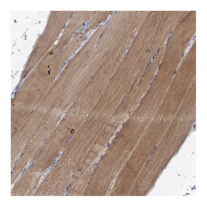 Atlas Antibodies Anti-MRPL51 Antibody