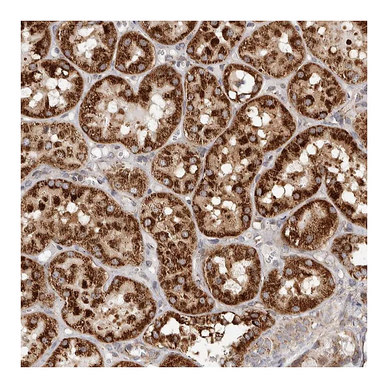 Atlas Antibodies Anti-MRPS10 Antibody