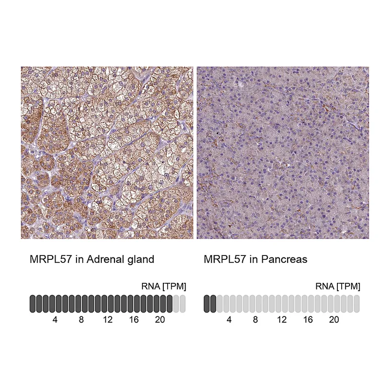 Atlas Antibodies Anti-MRPL57 Antibody