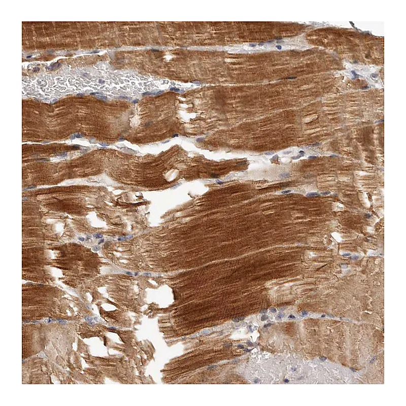 Atlas Antibodies Anti-MRPS10 Antibody
