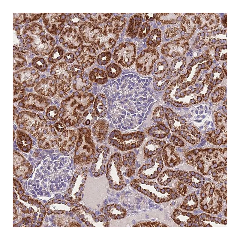Atlas Antibodies Anti-MRPS11 Antibody