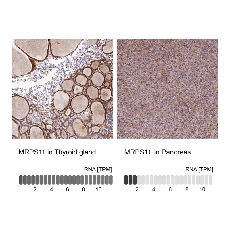 Atlas Antibodies Anti-MRPS11 Antibody