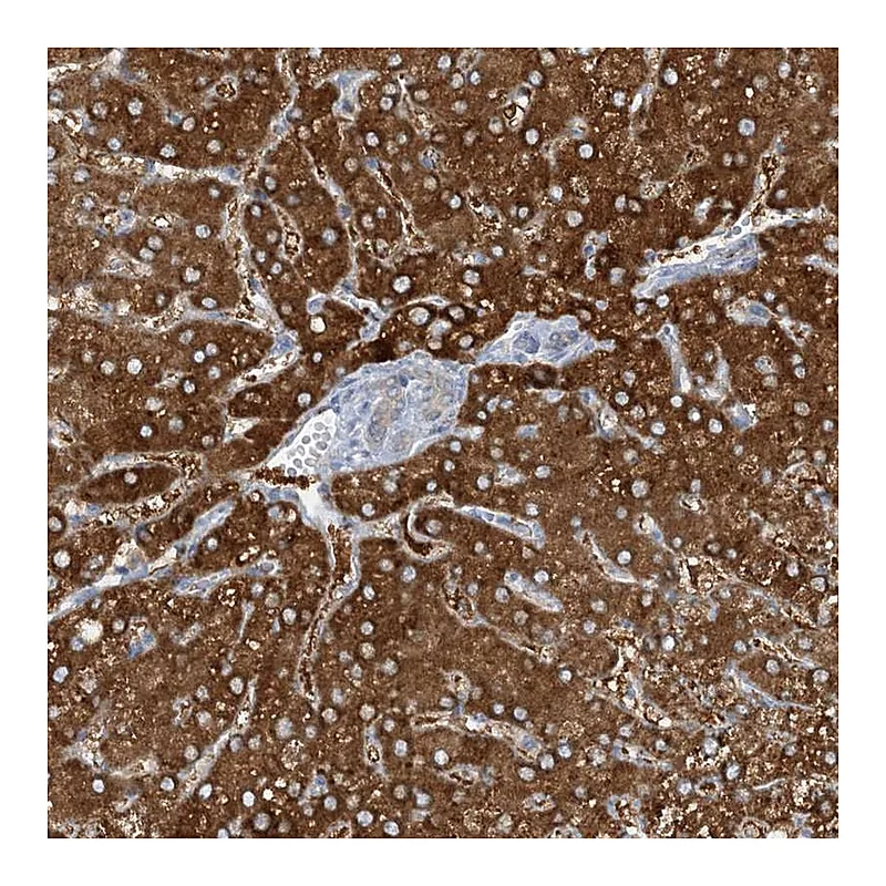 Atlas Antibodies Anti-MRPS18A Antibody