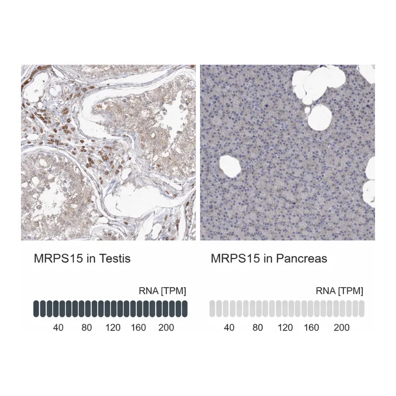 Atlas Antibodies Anti-MRPS15 Antibody