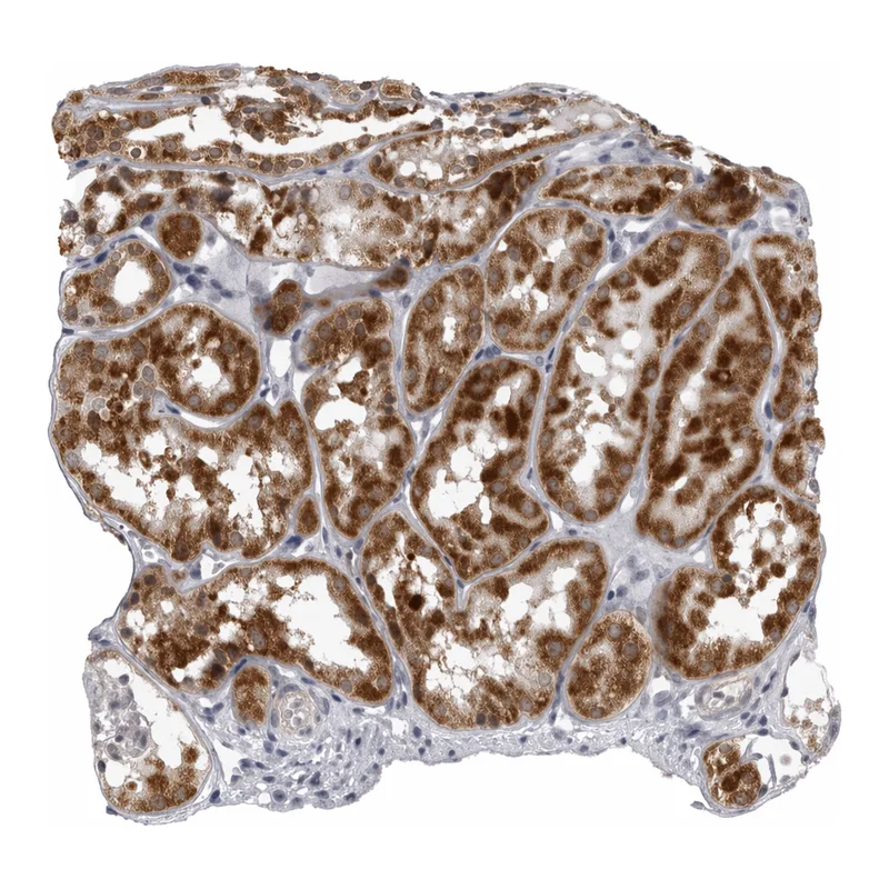 Atlas Antibodies Anti-MRPS15 Antibody