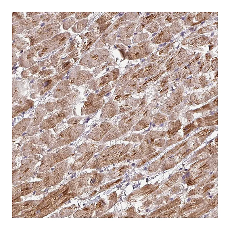 Atlas Antibodies Anti-MRPS16 Antibody