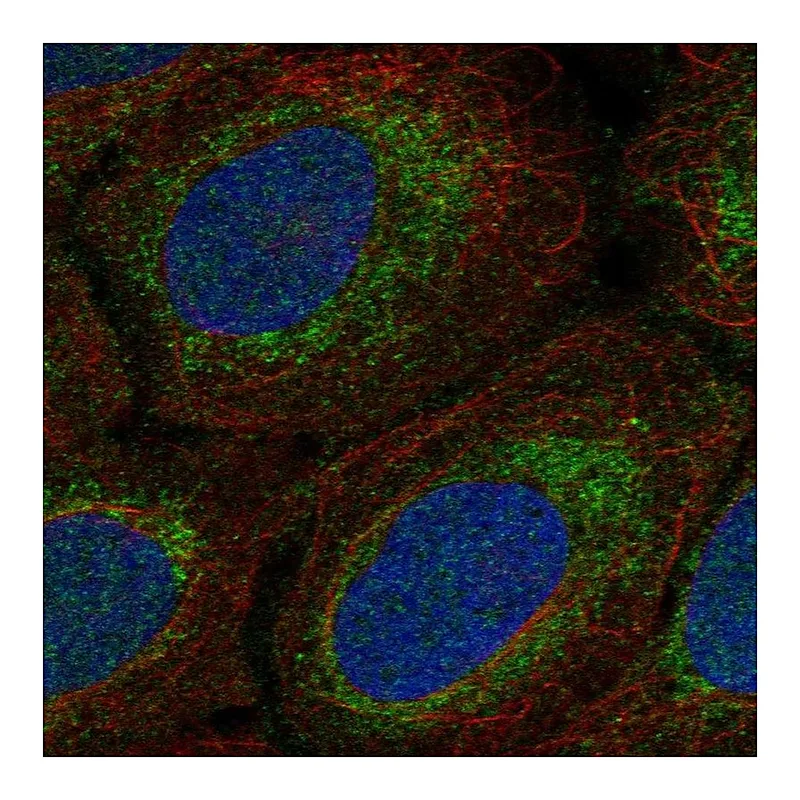 Atlas Antibodies Anti-MRPS15 Antibody