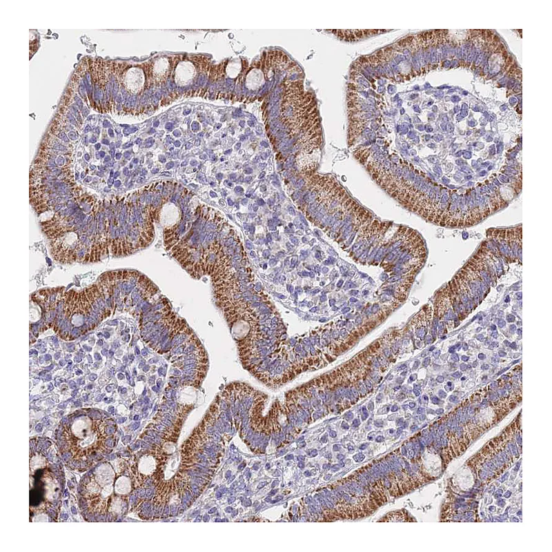 Atlas Antibodies Anti-MRPS14 Antibody