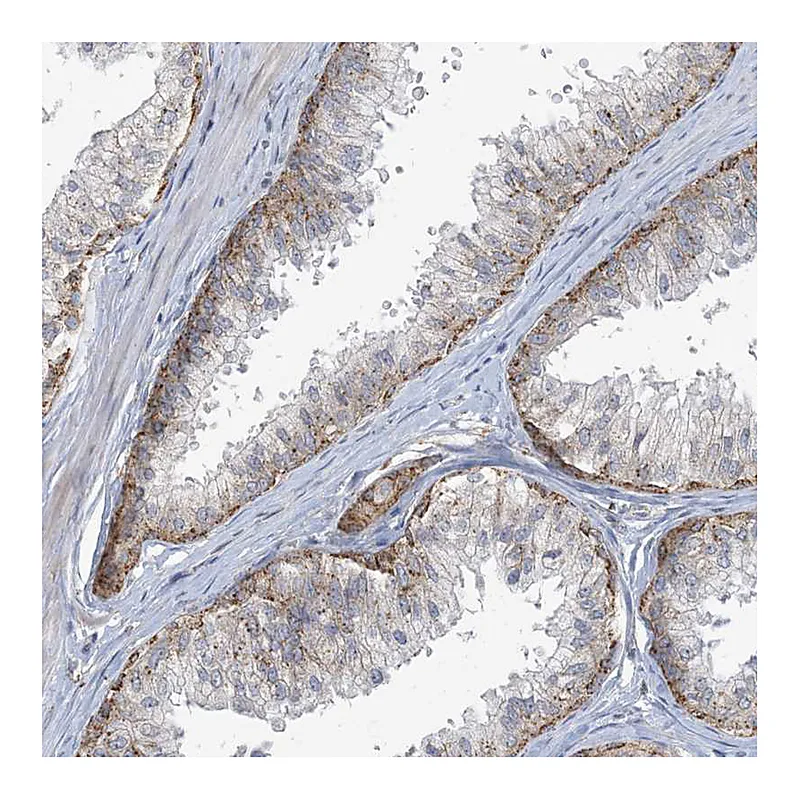 Atlas Antibodies Anti-MRPS18A Antibody