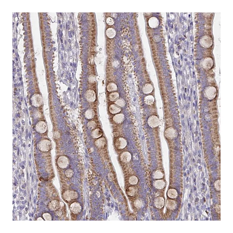 Atlas Antibodies Anti-MRPS2 Antibody