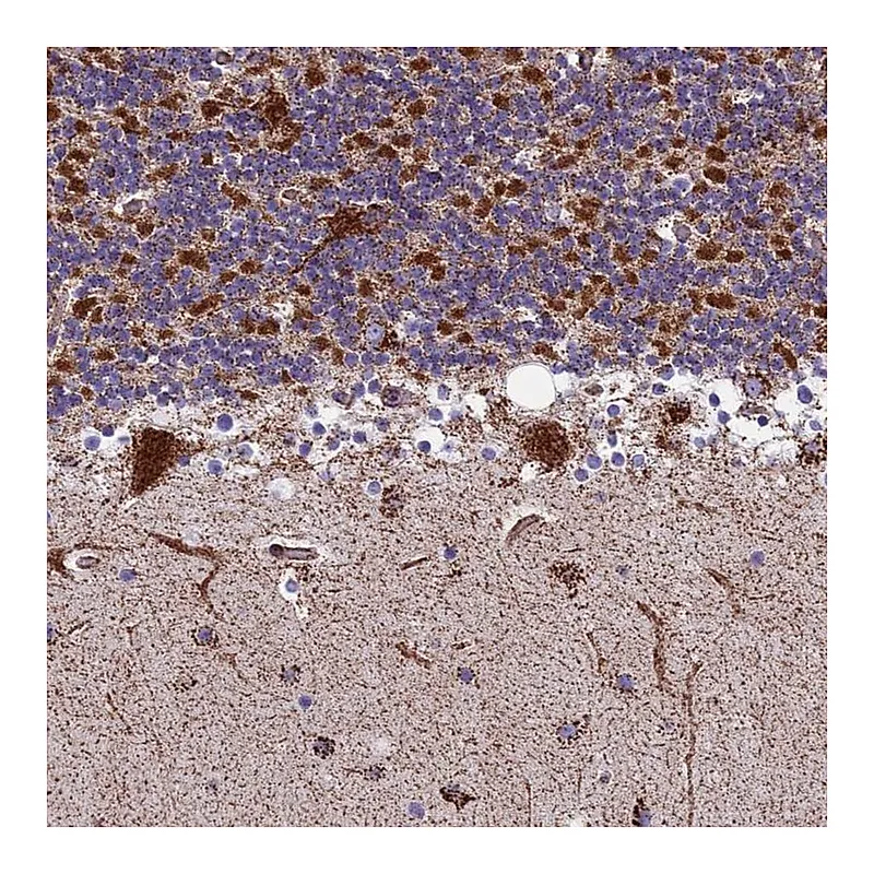 Atlas Antibodies Anti-MRPS18B Antibody