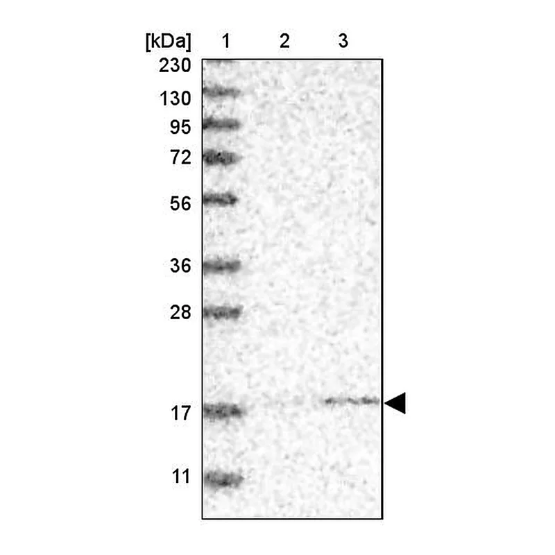 Atlas Antibodies Anti-MRPS24 Antibody
