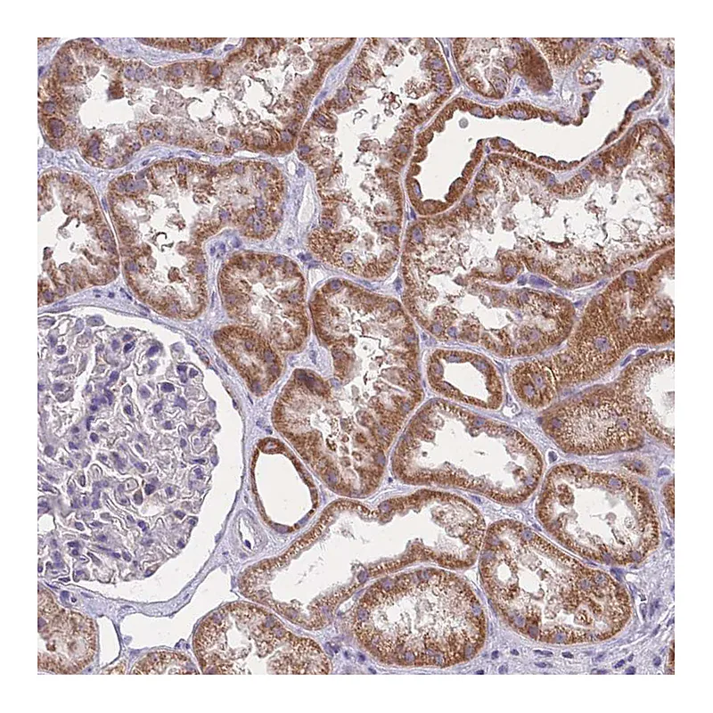 Atlas Antibodies Anti-MRPS18C Antibody