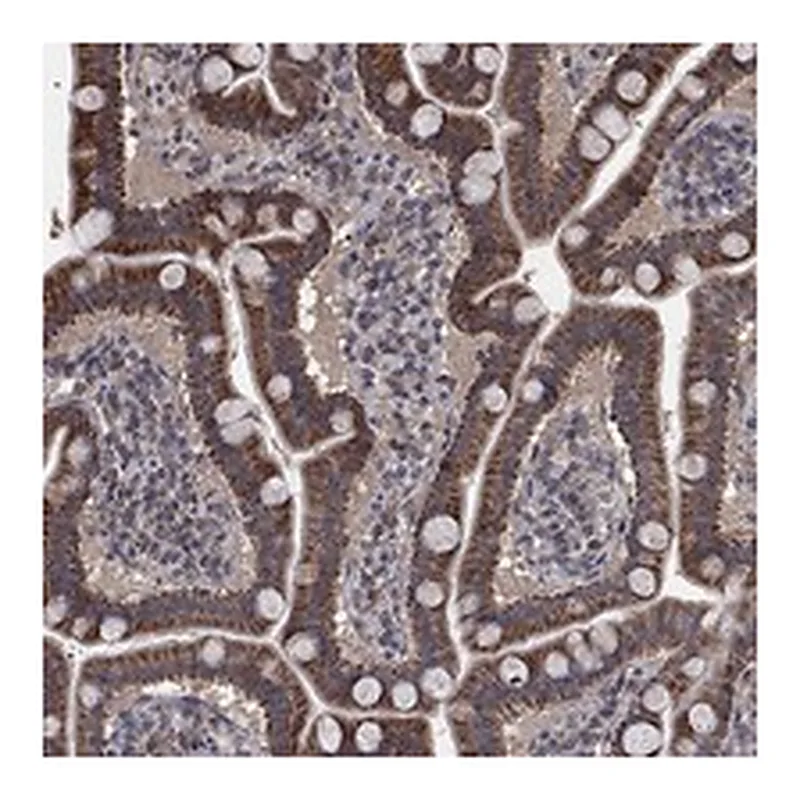 Atlas Antibodies Anti-MRPS24 Antibody