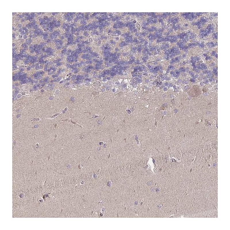 Atlas Antibodies Anti-MRPS18B Antibody