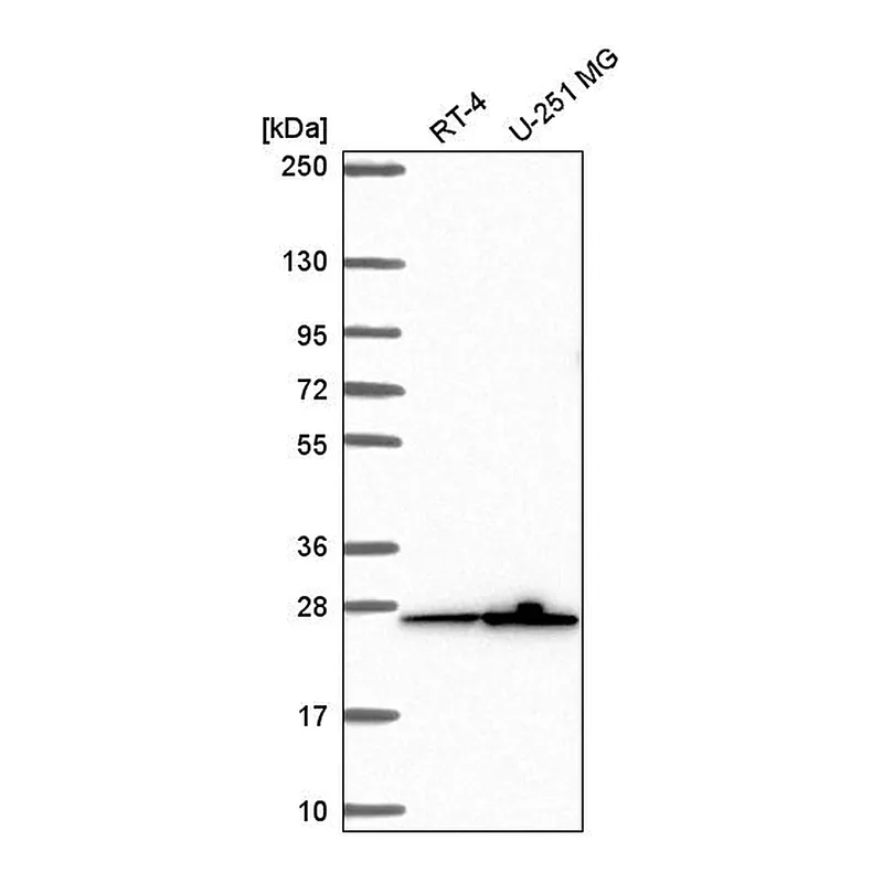 Atlas Antibodies Anti-MRPS26 Antibody