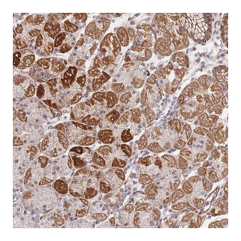 Atlas Antibodies Anti-MRPS31 Antibody