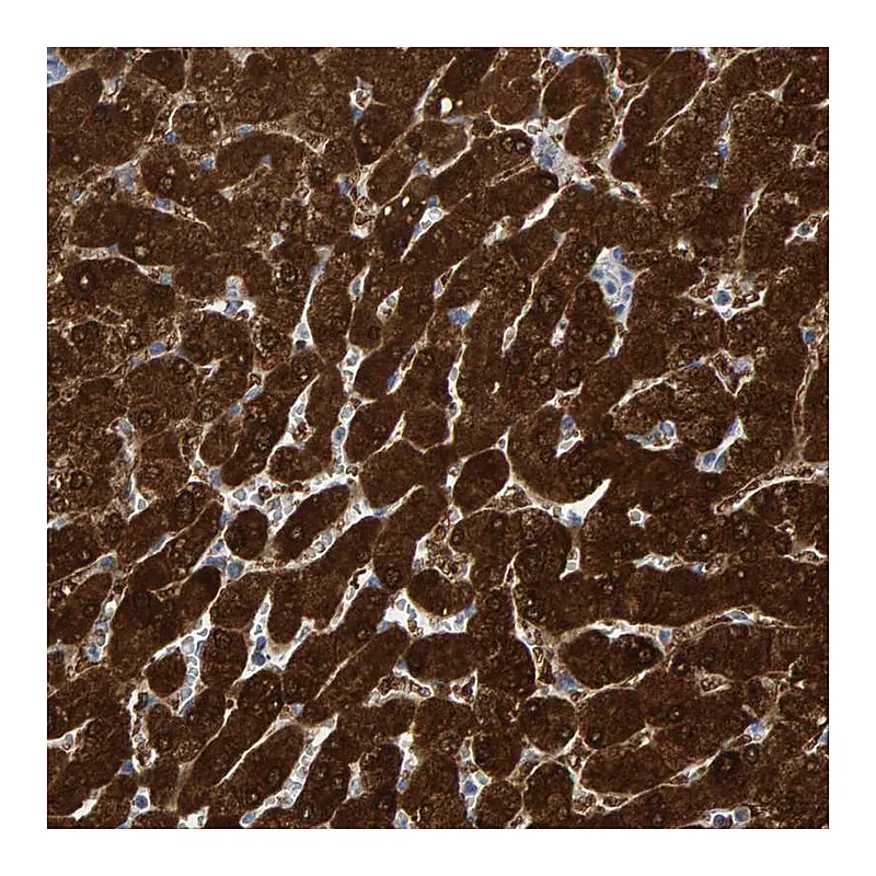 Atlas Antibodies Anti-MRPS7 Antibody